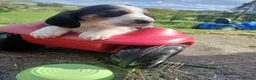 Mixed Breed dogs for sale: Basset x beagle puppies  in Rhayader - Advert 12