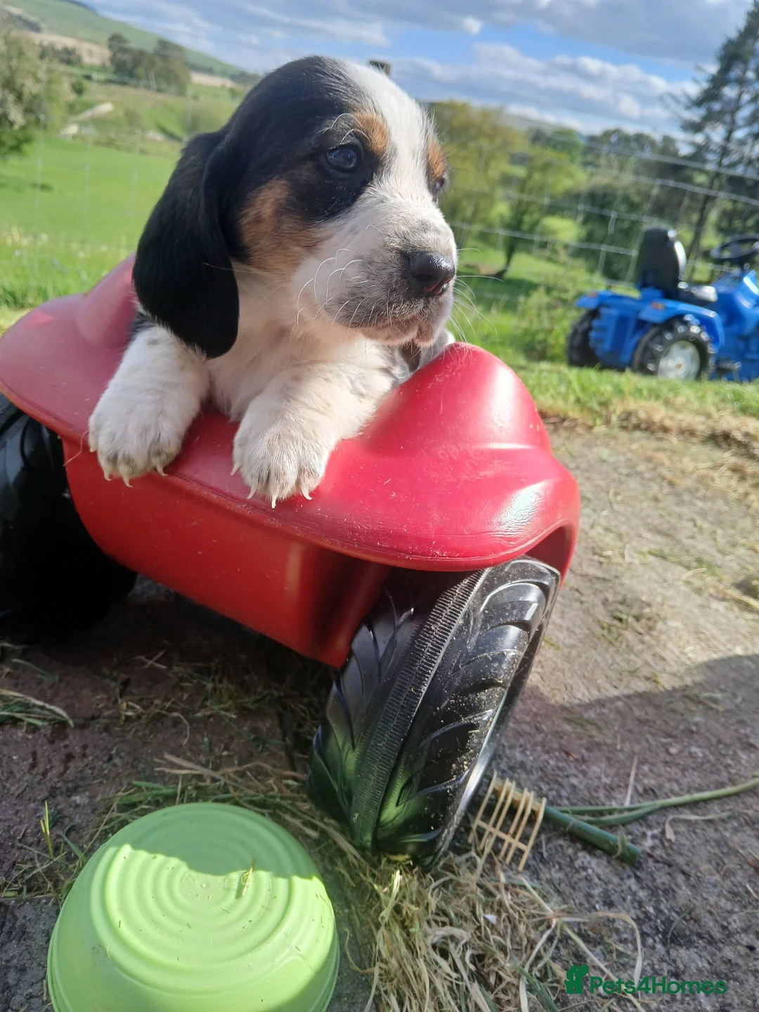 Mixed Breed dogs for sale: Basset x beagle puppies  in Rhayader - Advert 12