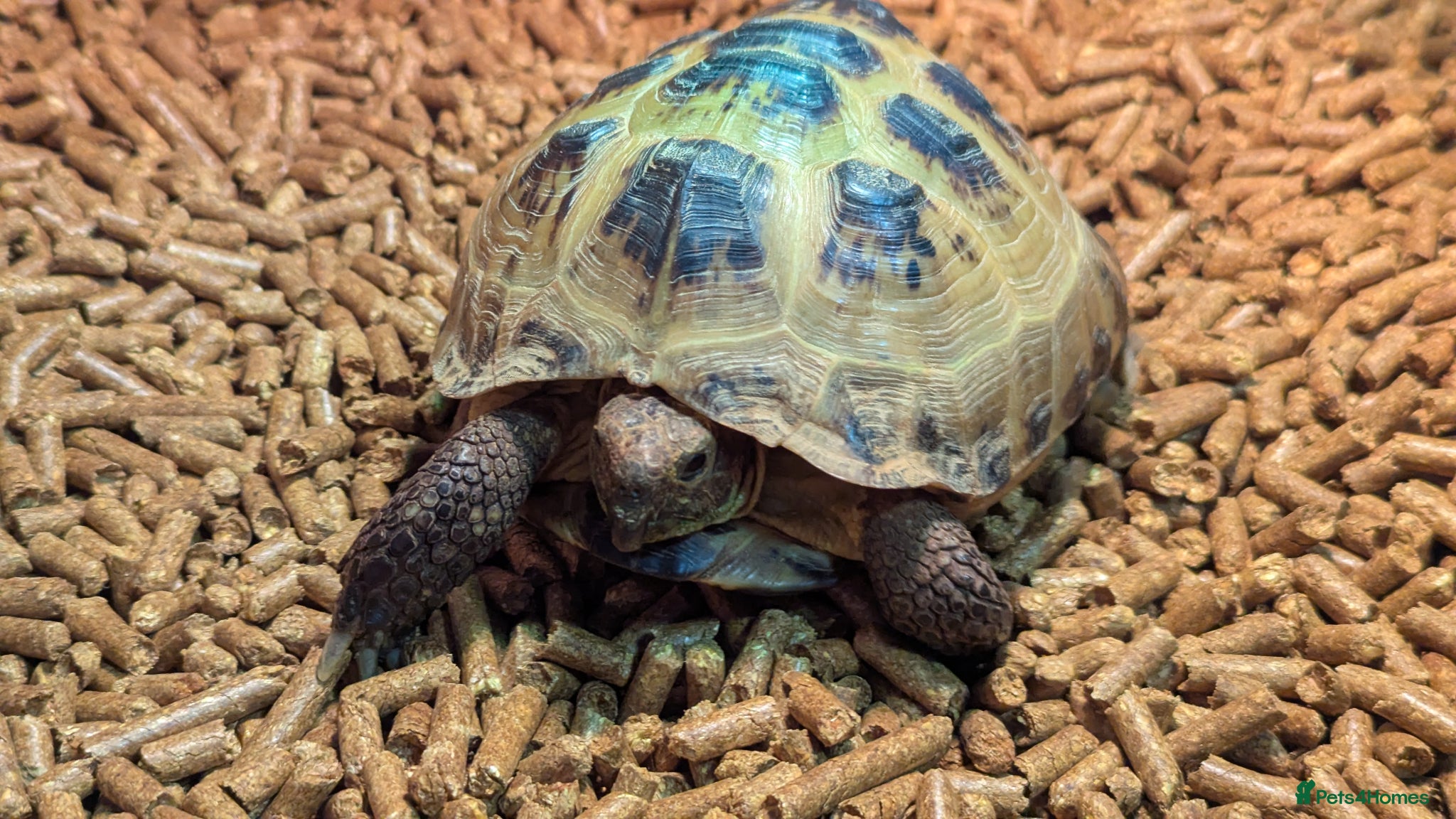 Tortoise reptiles Beautiful Horsefield Tortoise  - Advert 1