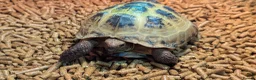 Tortoise reptiles for sale: Beautiful Horsefield Tortoise  in Troon - Advert 1