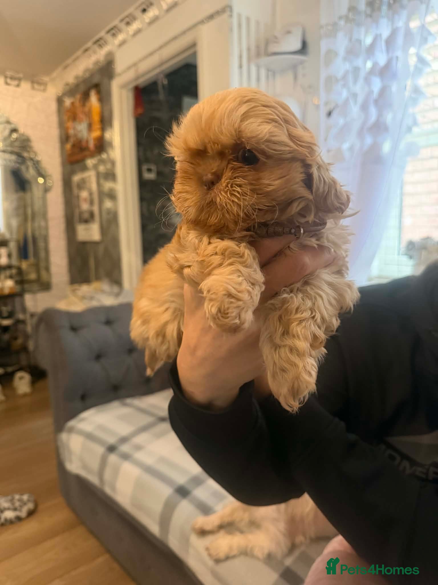 Shih Tzu dogs Full imperial Shih Tzu girl - Advert 3