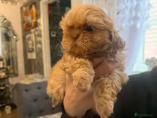 Shih Tzu dogs Full imperial Shih Tzu girl - Advert 3