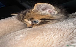 Domestic Shorthair cats for sale: 6 and half month old kitten for sale  - Image 1