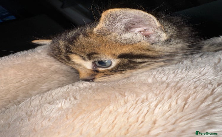 Domestic Shorthair cats - Advert 2
