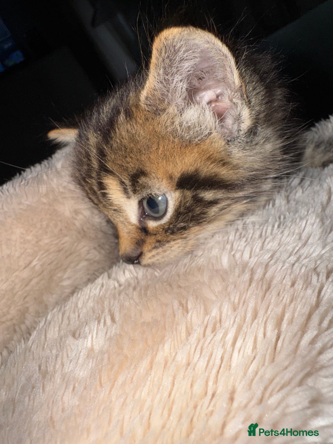 Domestic Shorthair cats for sale: 6 and half month old kitten for sale  - Image 1