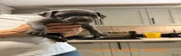 Staffordshire Bull Terrier dogs for sale: Blue Staffordshire bull terrier  - Advert 9