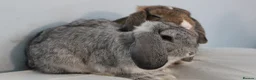Dwarf Lop rabbits for sale: 2 male rabbits for adoption  in Beckenham - Advert 5