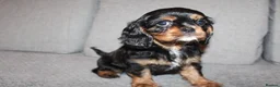 Cavalier King Charles Spaniel dogs for sale: Gorgeous Cavalier King Charles Spaniel puppies - Advert 14
