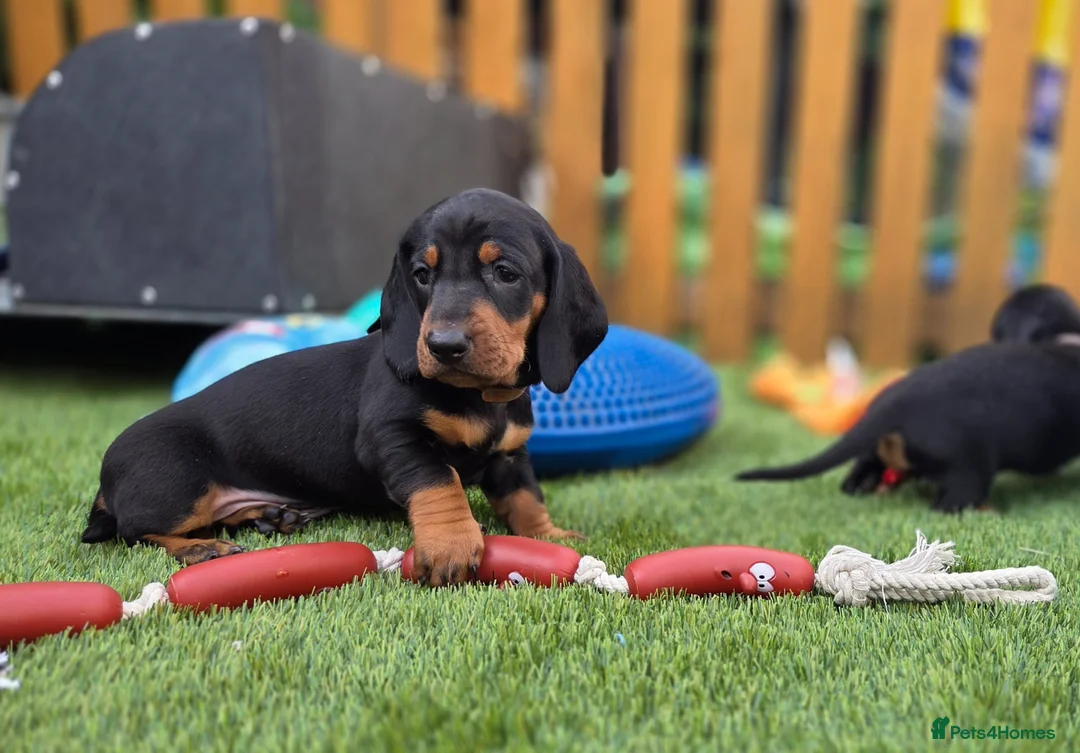 Dachshund dogs for sale: KC Registered Standard Smooth Haired Pups - Advert 2