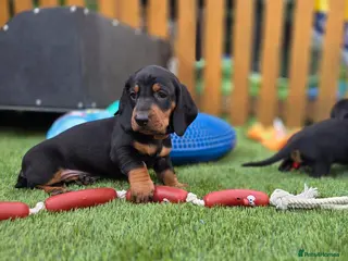 Dachshund dogs Beautiful KC Standard Dachshund Puppies - Advert 1