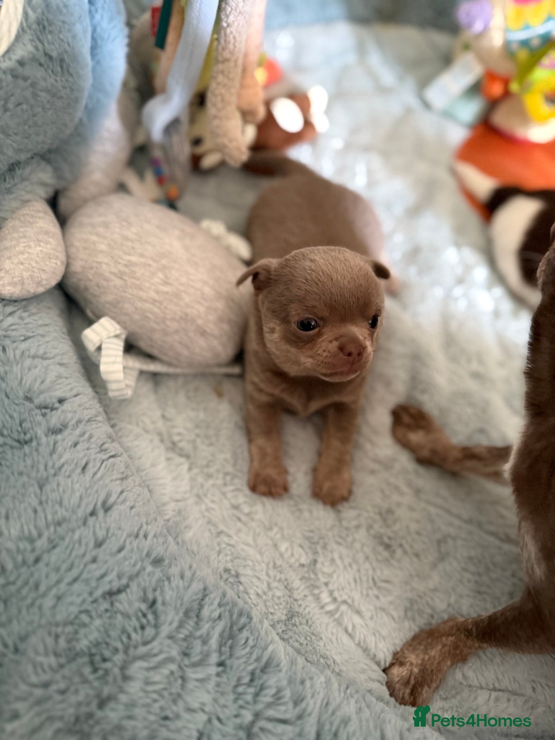 Chihuahua dogs for sale: KC reg Handsome lilac & tan boy 🍎 🐶  - Image 8