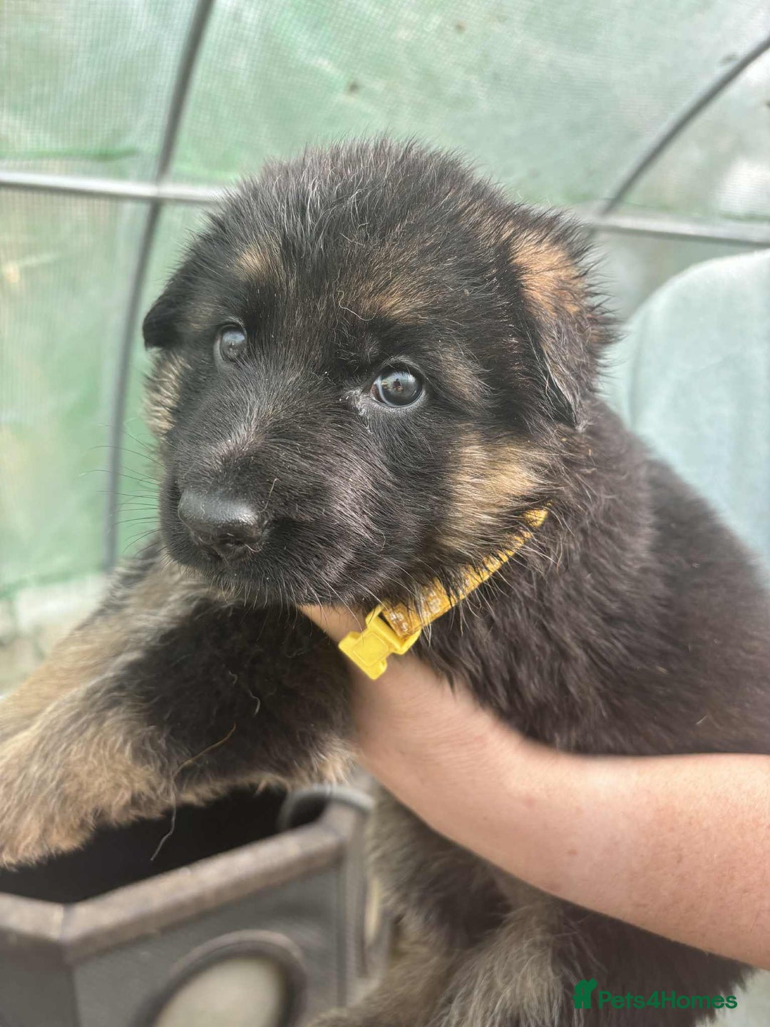 German Shepherd dogs for sale: German Shepherd Puppies KC registered - Image 19