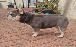 French Bulldog dogs for stud: NEW SHADE/ISABELLA AND TAN, PINK, FLUFFY  in Dunoon - Image 6