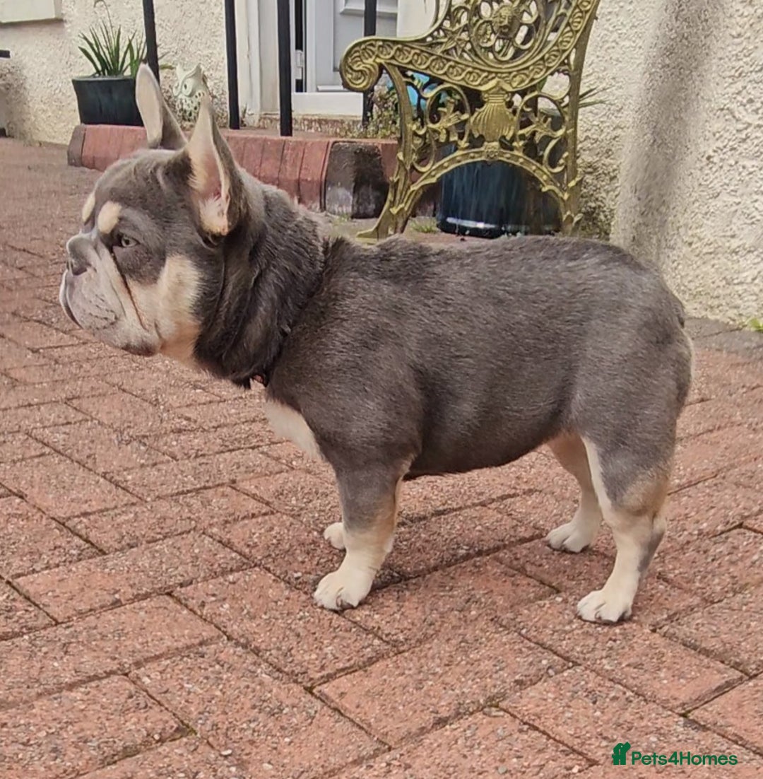 French Bulldog dogs for stud: NEW SHADE/ISABELLA AND TAN, PINK, FLUFFY  in Dunoon - Image 6