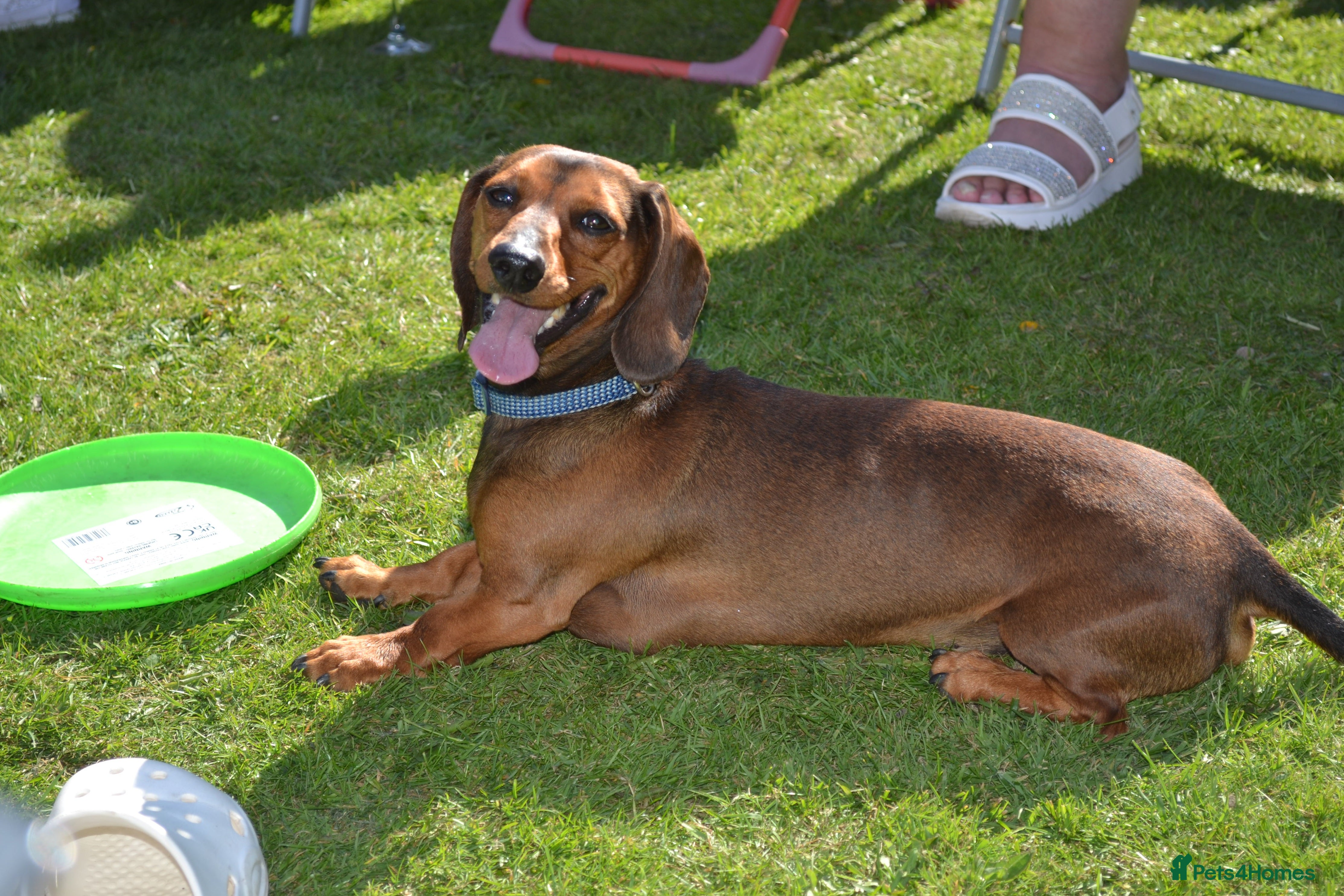 Miniature Dachshund dogs STUD - proven -KC registered mini dachshund  - Advert 5