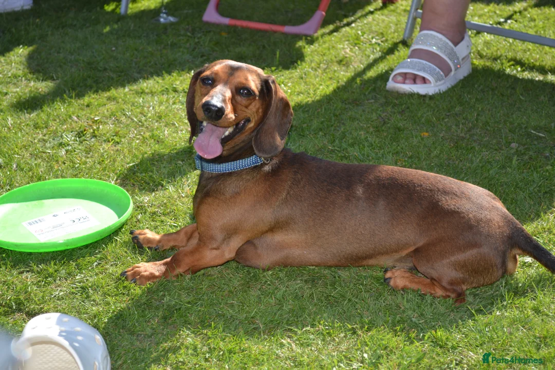 Miniature Dachshund dogs for stud: STUD - proven -KC registered mini dachshund  - Advert 1