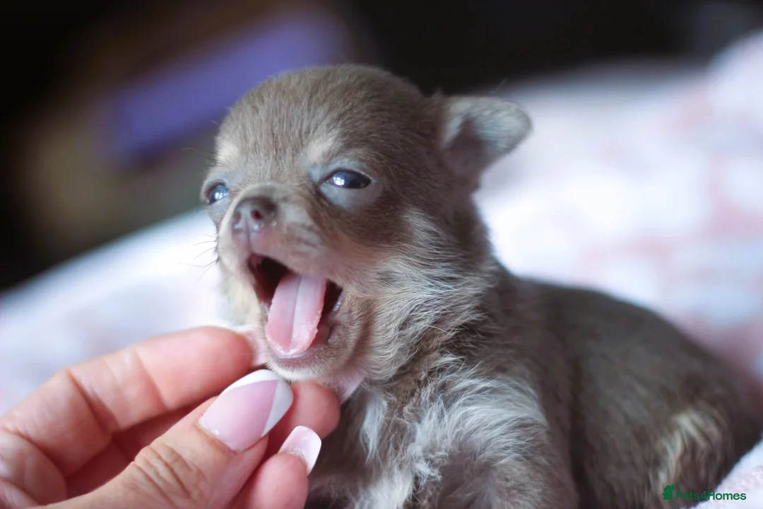 Chihuahua dogs for sale: Extremely Small Lilac and tan chihuahua girl  - Advert 8