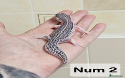 Leopard Gecko reptiles for sale: Blacknight macksnows and supersnows in tremper - Image 18