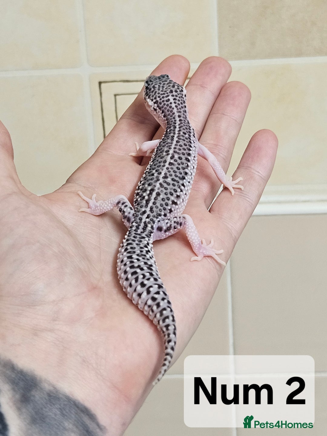 Leopard Gecko reptiles for sale: Blacknight macksnows and supersnows in tremper - Image 18