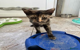 Mixed Breed cats for adoption: Bonnie - Brandon Suffolk  - Image 7