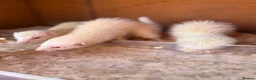 Ferret rodents for sale: 2 albino Jill’s left  - Advert 3