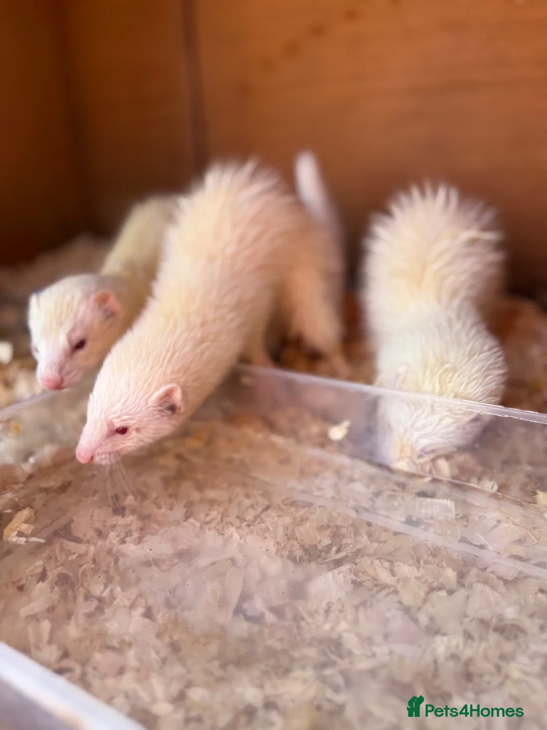Ferret rodents for sale: 2 albino Jill’s left  - Advert 3