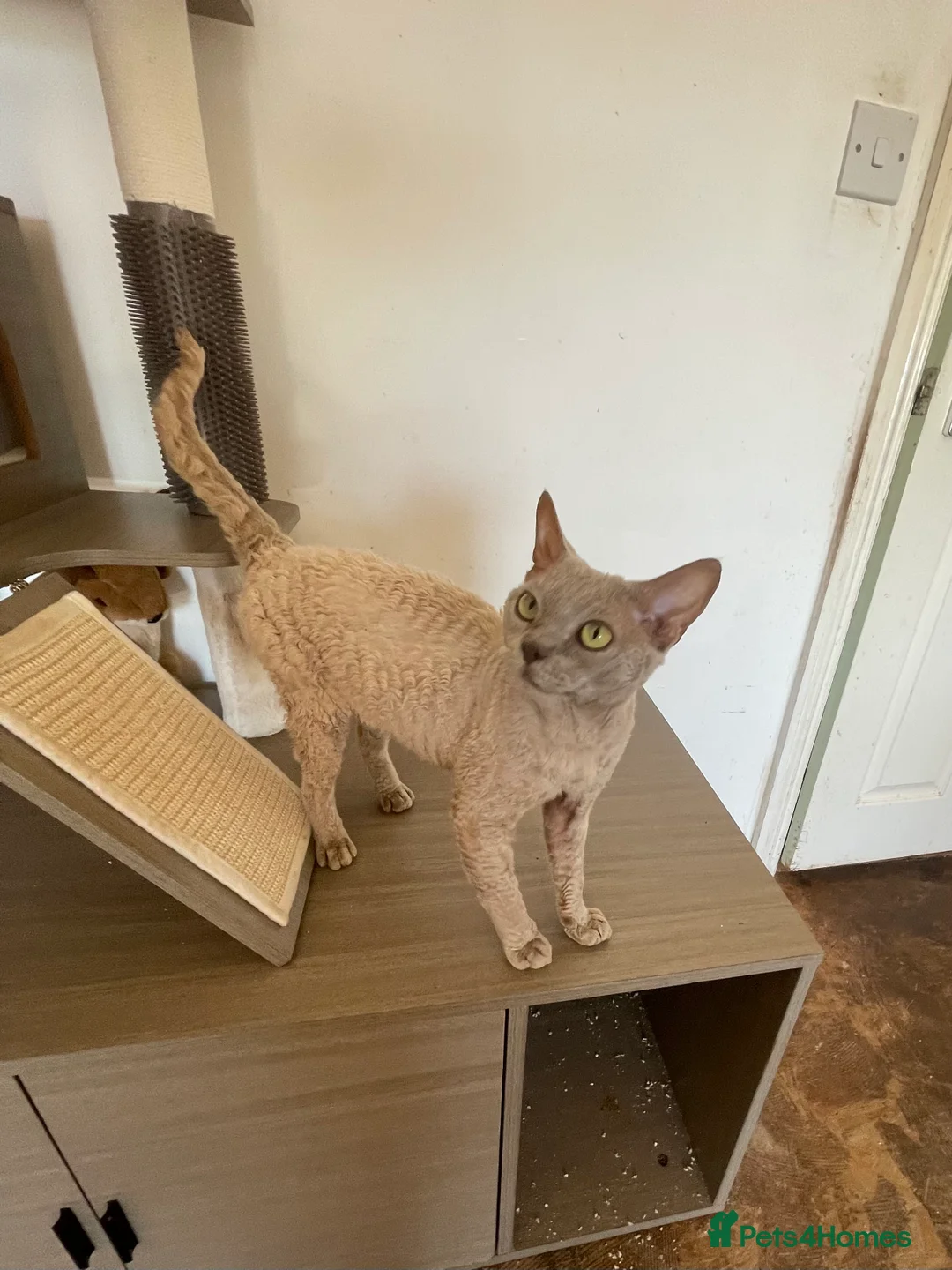 Devon Rex cats for stud: Devon Rex lilac - Advert 6