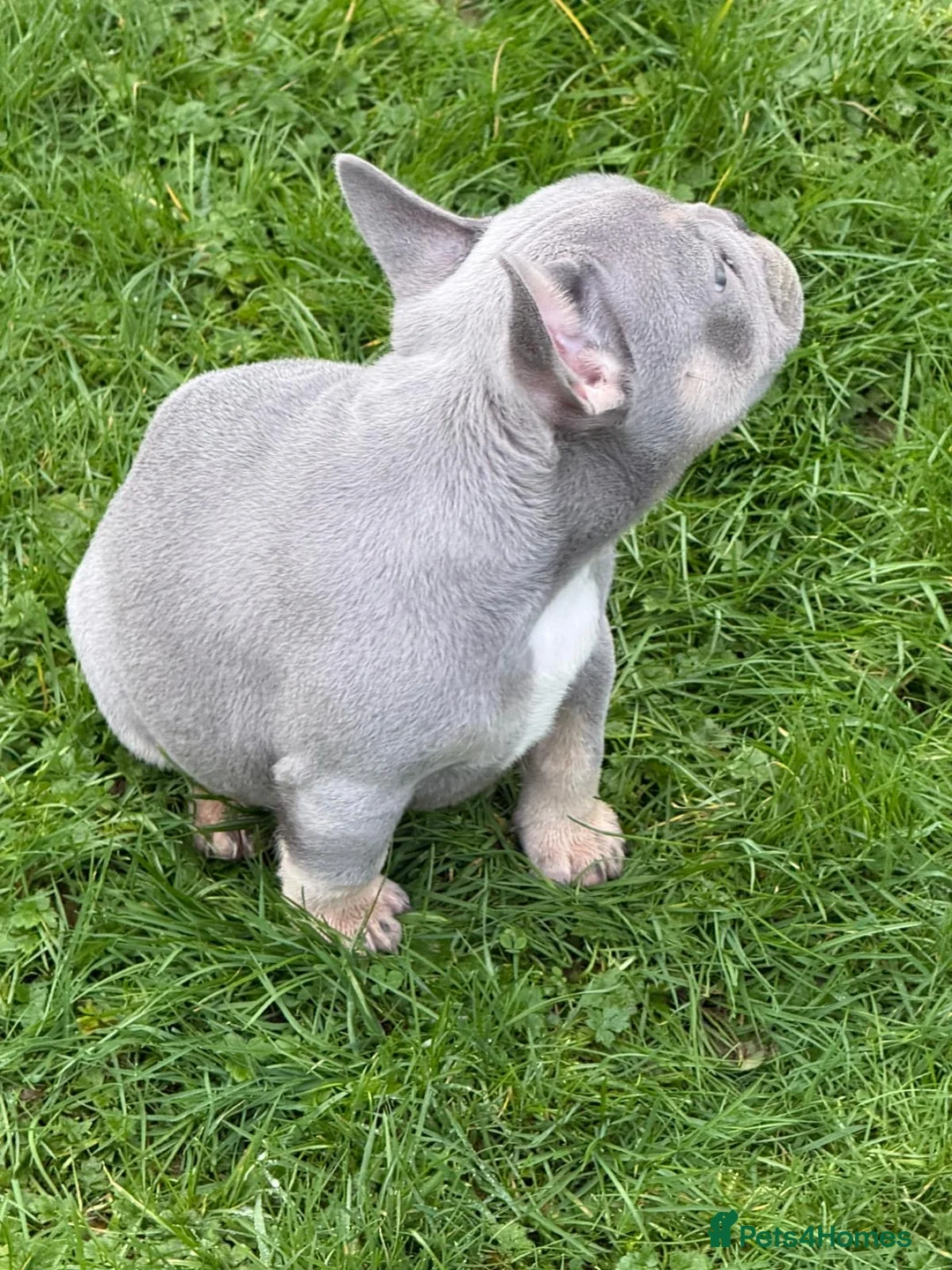 French Bulldog dogs for sale: French bulldog - Advert 4