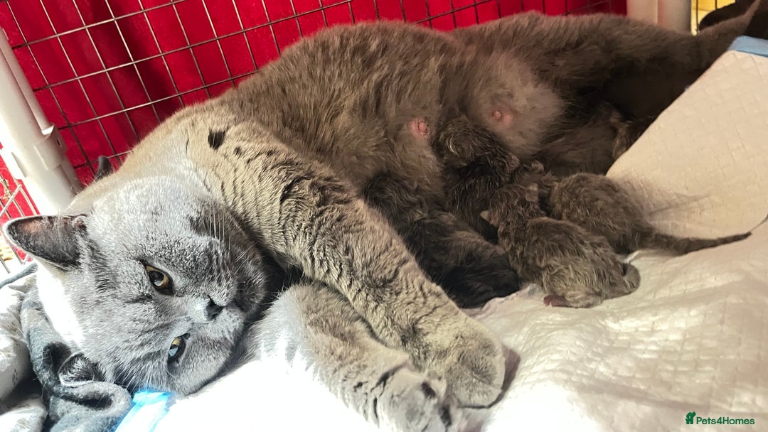 British Longhair cats for sale: Lynnaes Sahah - Image 5