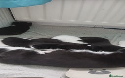 Mixed Breed cats for sale: 4 kittens - Image 1