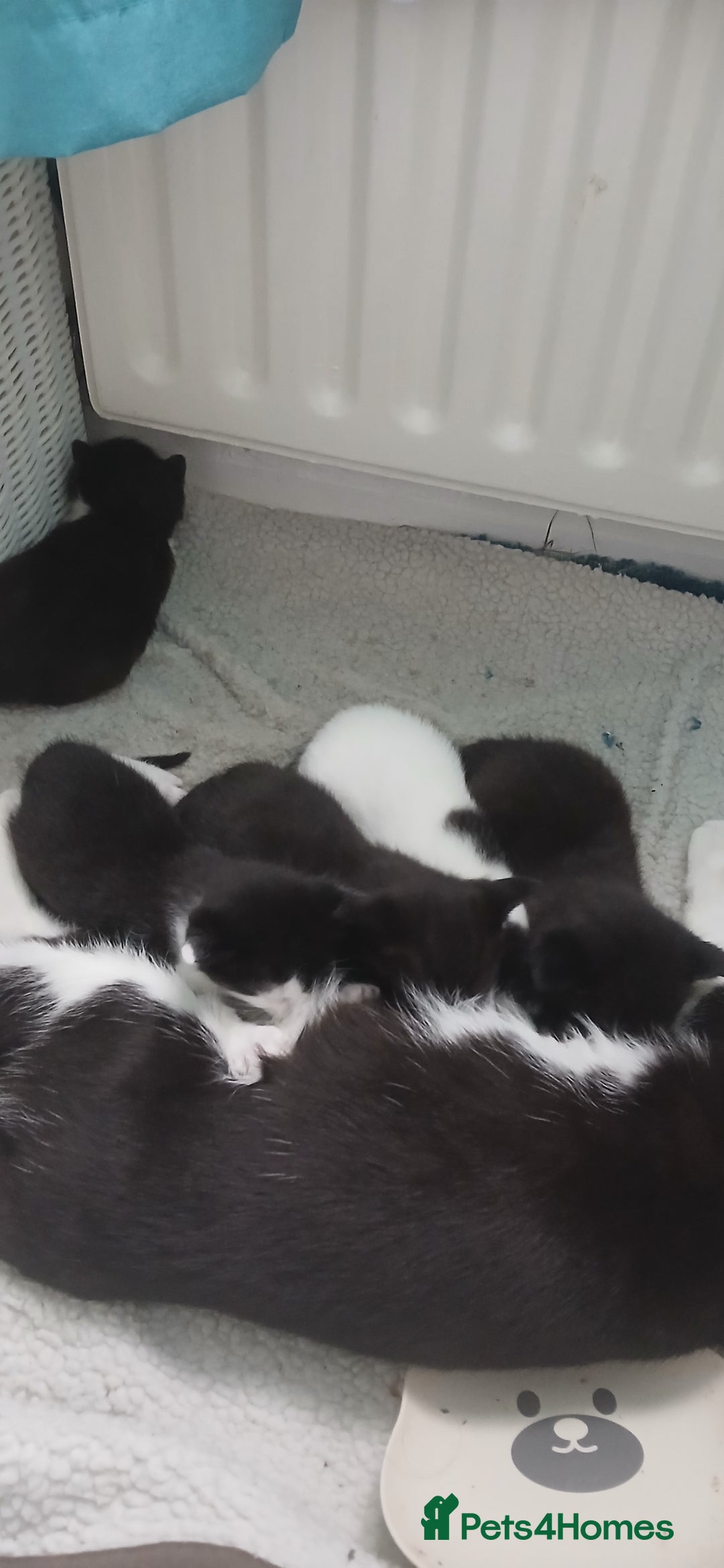 Mixed Breed cats for sale: 4 kittens - Image 1
