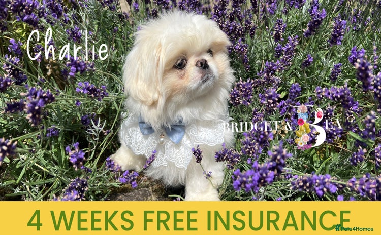 Pekingese dogs - Advert 16