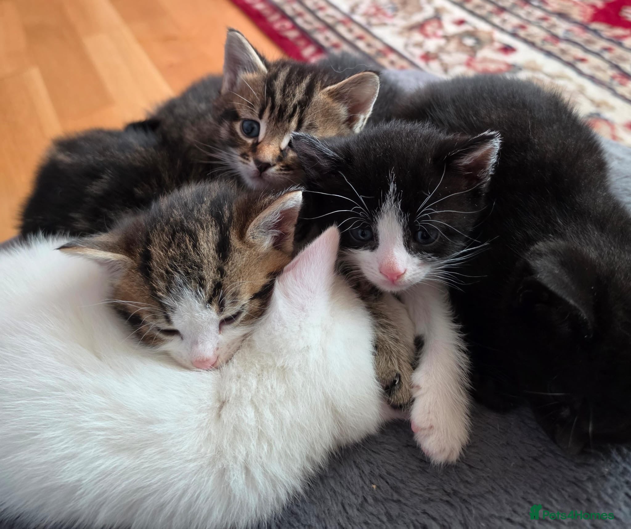 Mixed Breed cats Kittens - LAST1 LEFT B&W Tuxedo - Advert 18