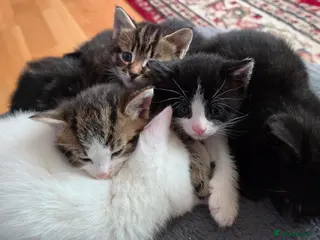 Mixed Breed cats Kittens - LAST1 LEFT B&W Tuxedo - Advert 18