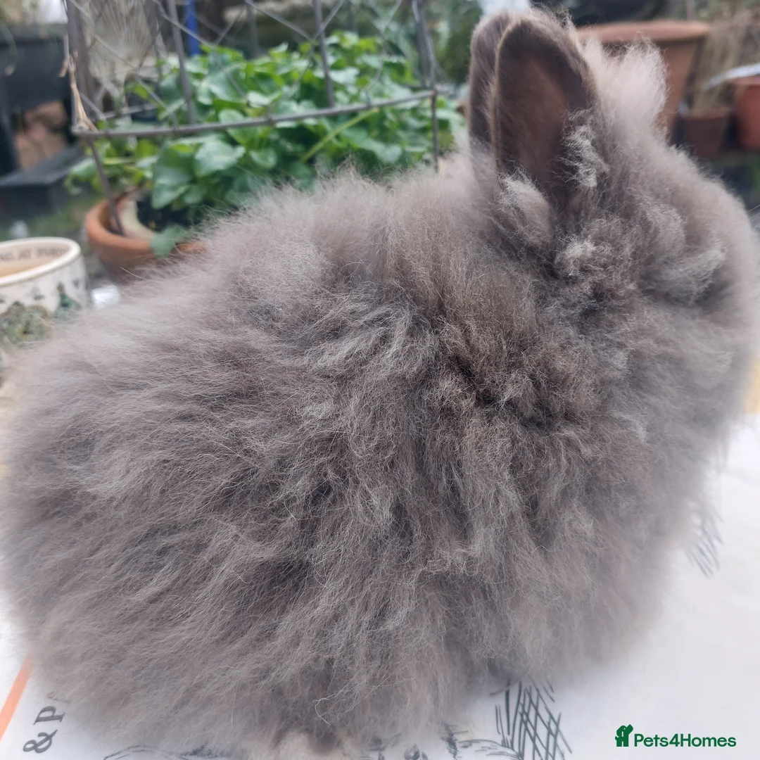 Lionhead rabbits for sale: PUREBRED DOUBLE LION HEAD BABIES  - Advert 12