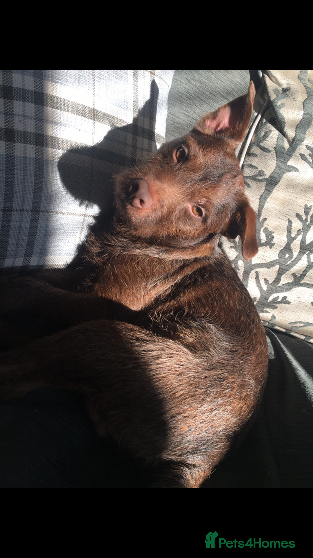 Patterdale Terrier dogs for stud: STUD PATTERDALE - Image 4