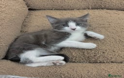 Mixed Breed cats for sale: LOVELY KITTENS  - Advert 7