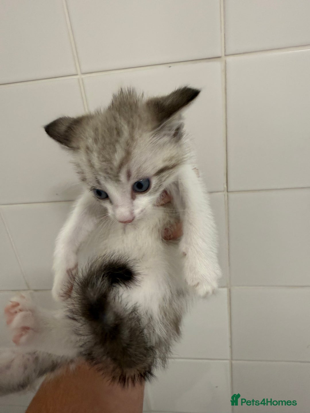 Mixed Breed cats for sale: Beautiful Kitten - Image 5