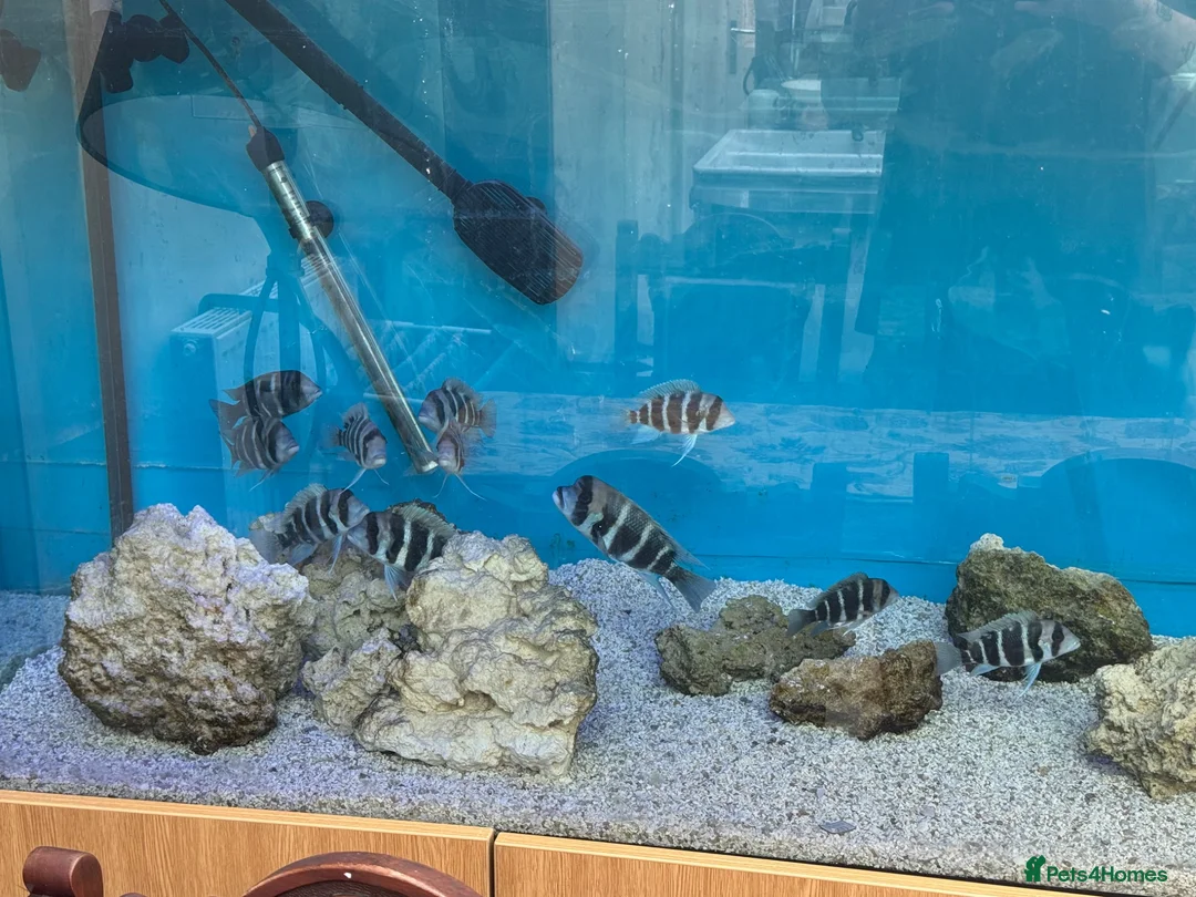 Cichlids fish for sale: Cyphotilapia frontosa  - Advert 1