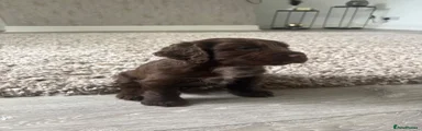 Cocker Spaniel 1