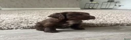 Cocker Spaniel dogs for sale: Cocker spaniel puppies  - Advert 10