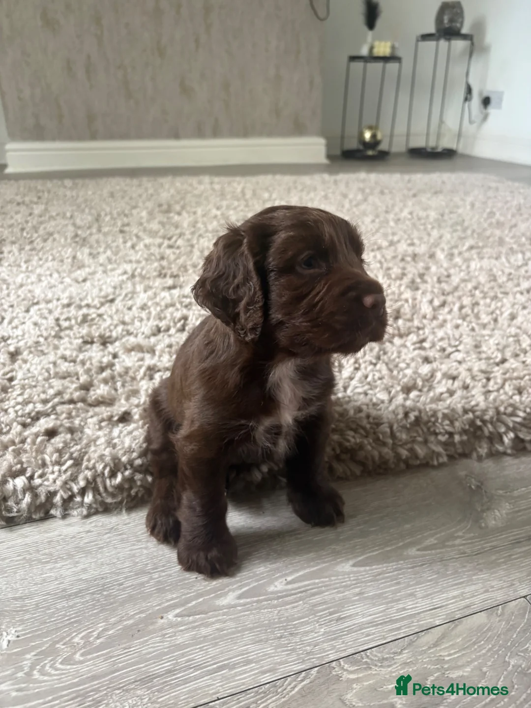 Cocker Spaniel dogs for sale: Cocker spaniel puppies  - Advert 10
