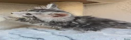 Maine Coon cats for sale: LAST BOY! TiCA Registered Maine Coon Kittens - Advert 9
