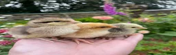 Chickens poultry for sale: 🐣🤍Day old chicks 🤍🐣 lots of breeds  - Advert 6