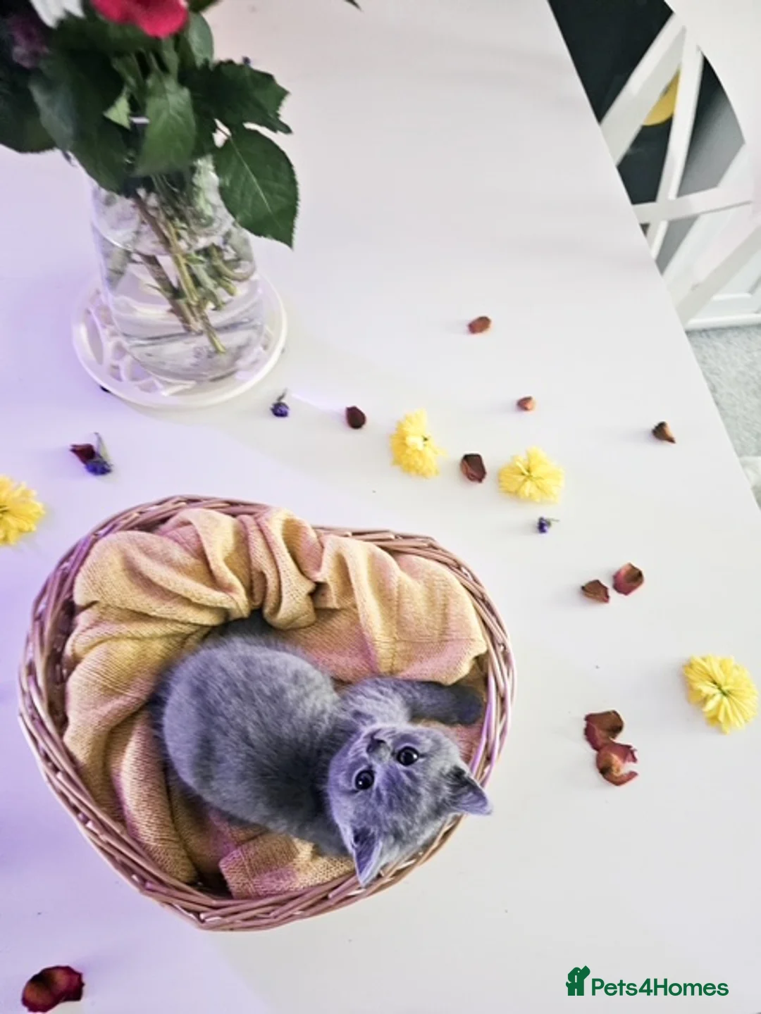 British Shorthair cats for sale: Adorable British Shorthair Kittens for Sale 🐾 - Advert 4