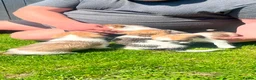 Mixed Breed dogs for sale: Shih Tzu cross chihuahua puppies  - Advert 2