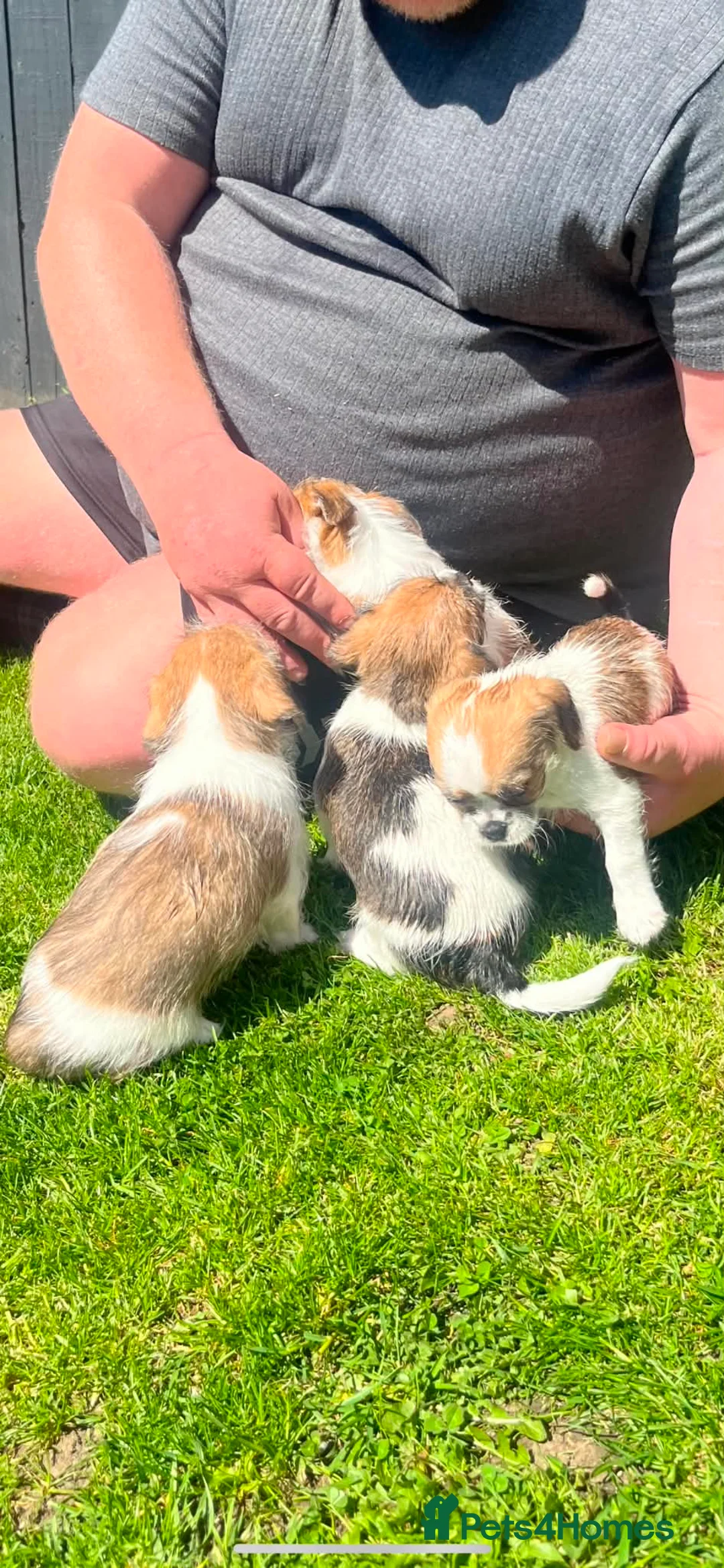 Mixed Breed dogs for sale: Shih Tzu cross chihuahua puppies  - Advert 2