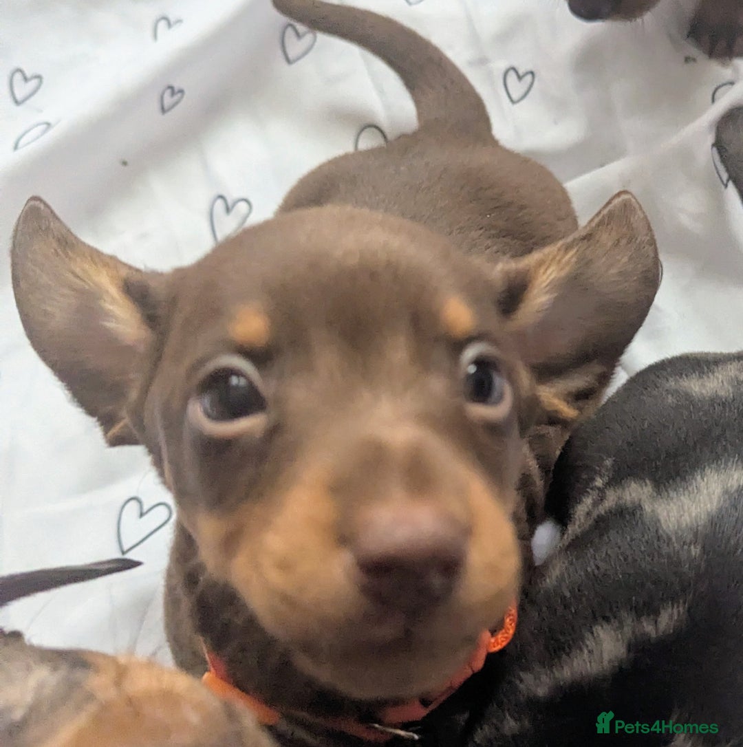 Miniature Dachshund dogs for sale: KC Registered miniature Dachshund Puppies - Image 23