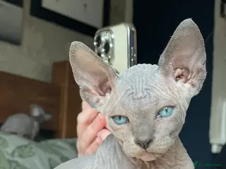 Sphynx cats Sphynx Kittens - European Champion Bloodlines - Advert 8