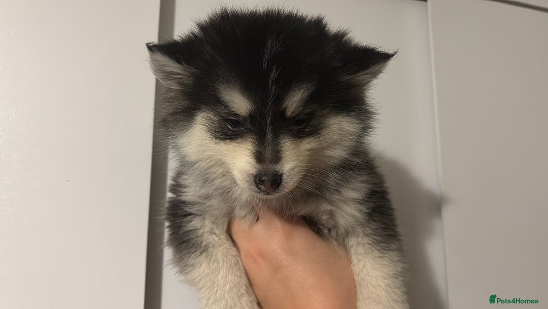 Pomsky dogs for sale: F4 tiny pomsky pups REDUCED need homes now - Advert 10